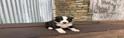 Border Collie dogs for sale: ISDS registered pups from amazing lines - Advert 13