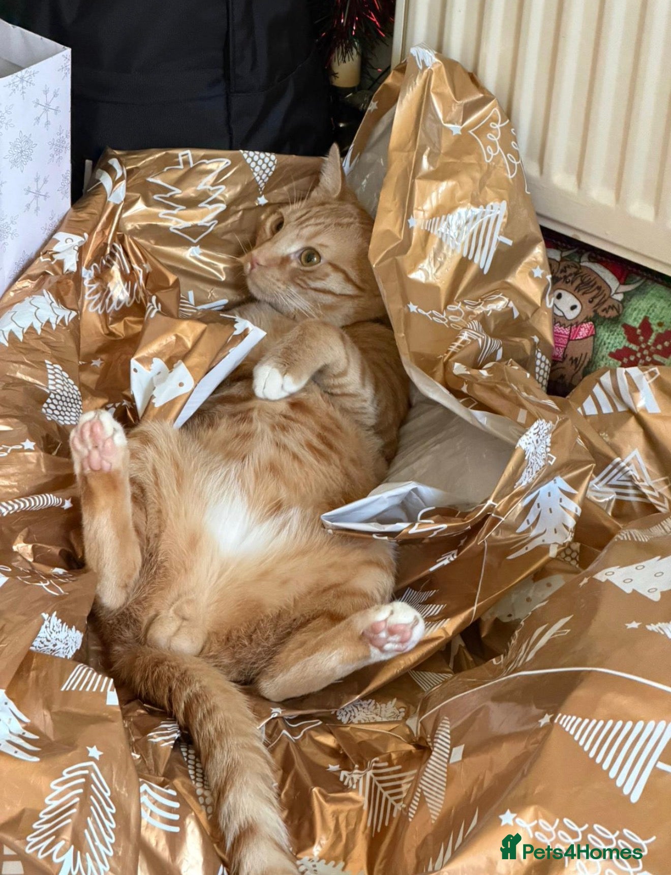 British Shorthair cats Ginge - Advert 1