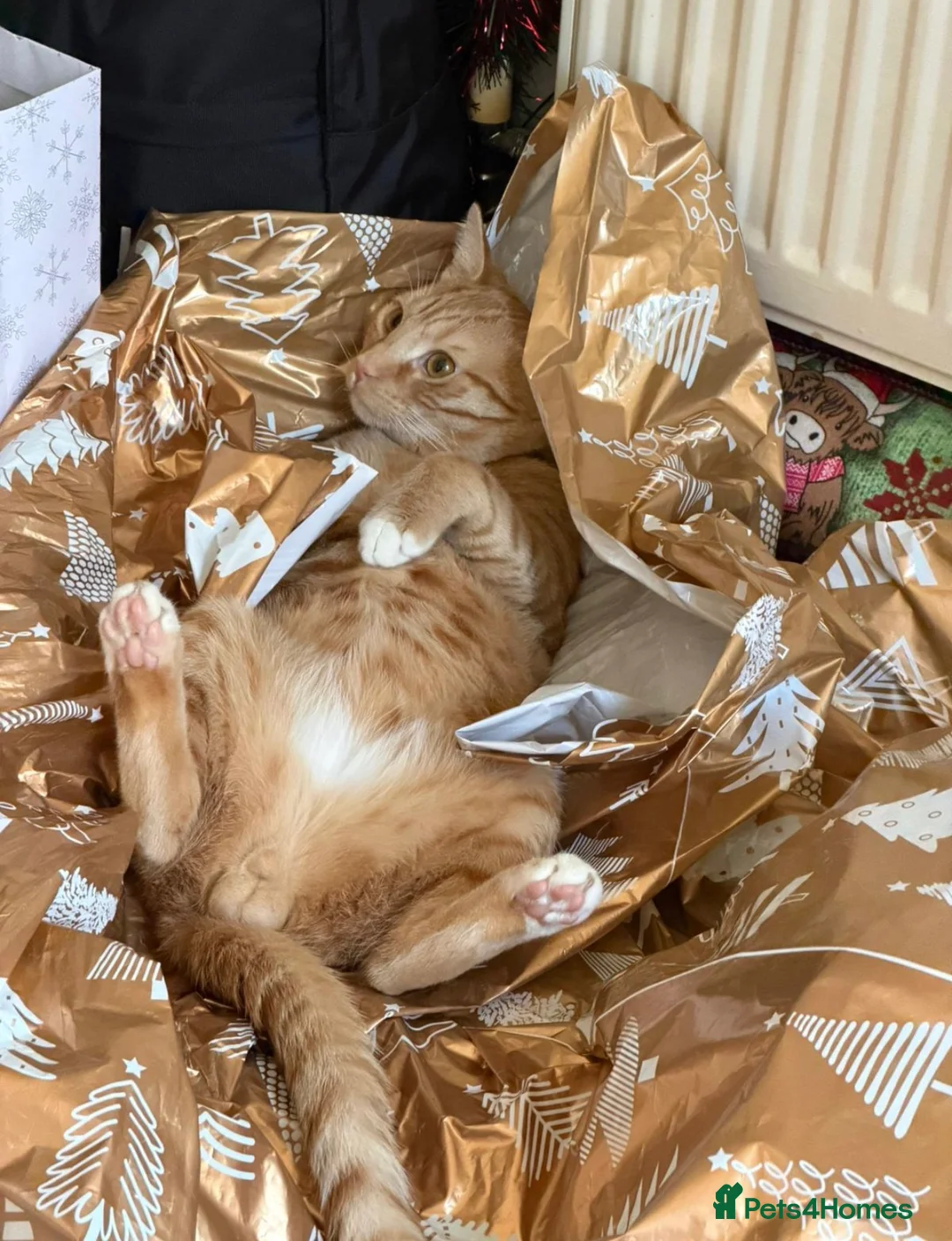 British Shorthair cats for sale: Ginge - Advert 1