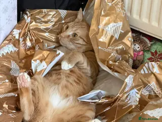 British Shorthair cats Ginge - Advert 1