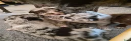 Border Collie dogs for sale: A litter of 5 beautiful collie pups  - Advert 11
