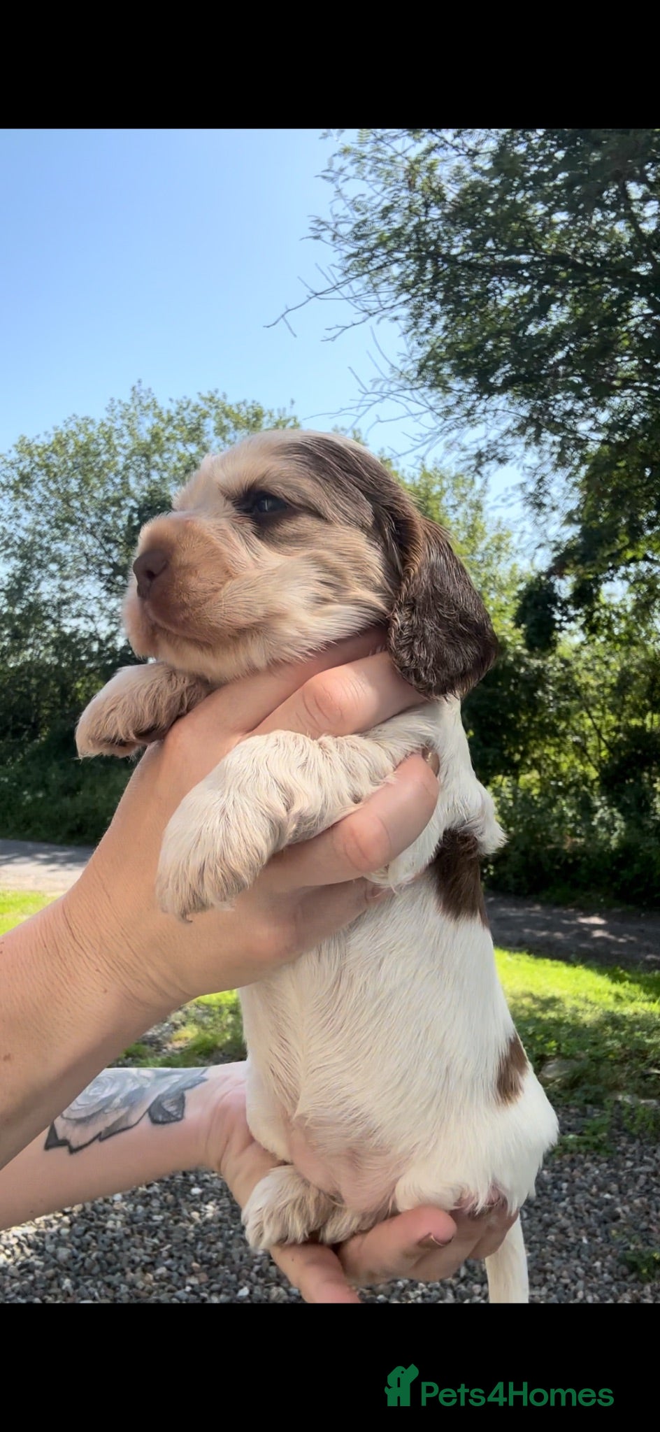 Cocker Spaniel dogs KC Registered Sable Show cocker spaniels  - Advert 2