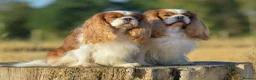 Cavalier King Charles Spaniel dogs for stud: For Stud- Exceptional Champ Pedigree Health Tested - Advert 3