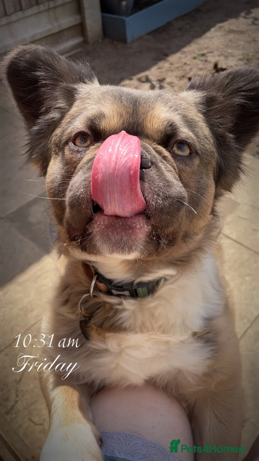French Bulldog dogs for sale: Bear 🐻  - Advert 1