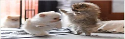Pomeranian dogs for sale: WOLF SABLE FEMALE POMERANIAN RKC DNA  - Advert 10