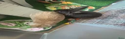 Mixed Breed rabbits for sale: Mini lop and lion head - Advert 9