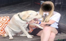 Mixed Breed dogs for sale: Double Doodle puppies  - Image 20