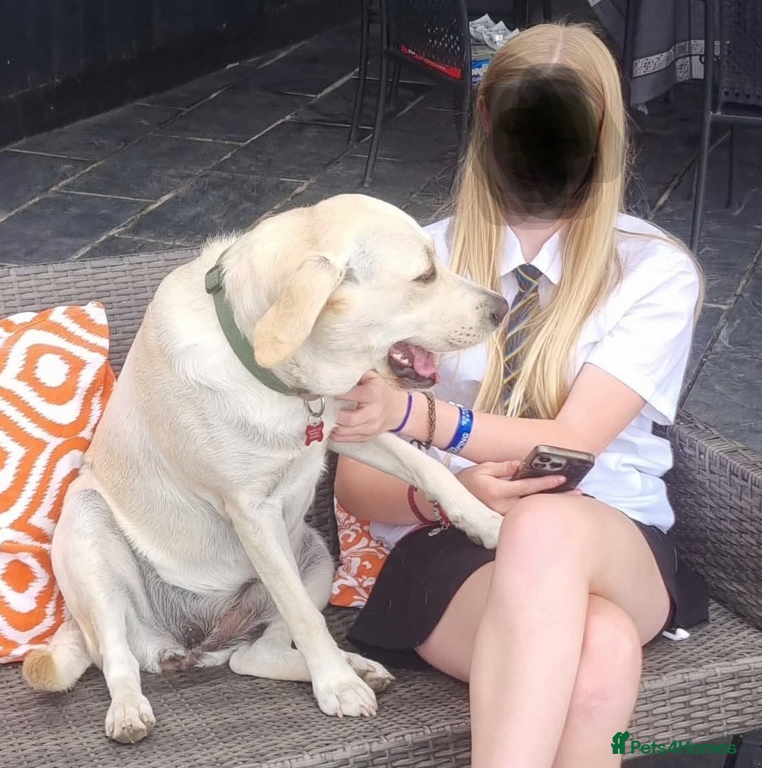 Mixed Breed dogs for sale: Double Doodle puppies  - Image 20