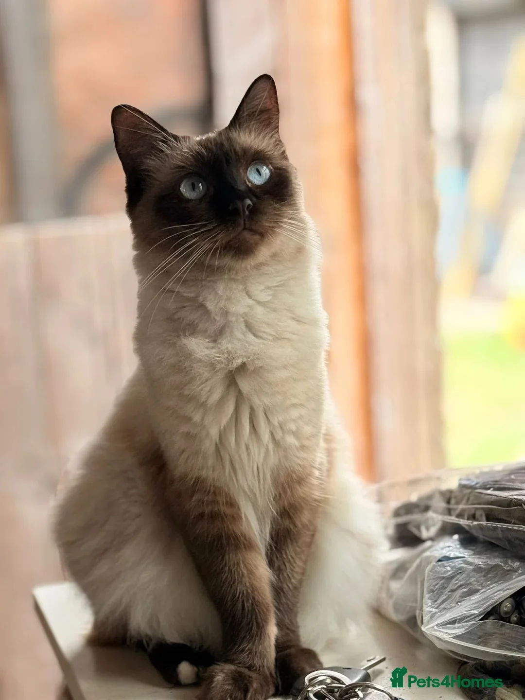 Mixed Breed cats for sale: 6 fluffy beautyful longhair ragdoll cross kittens - Advert 2