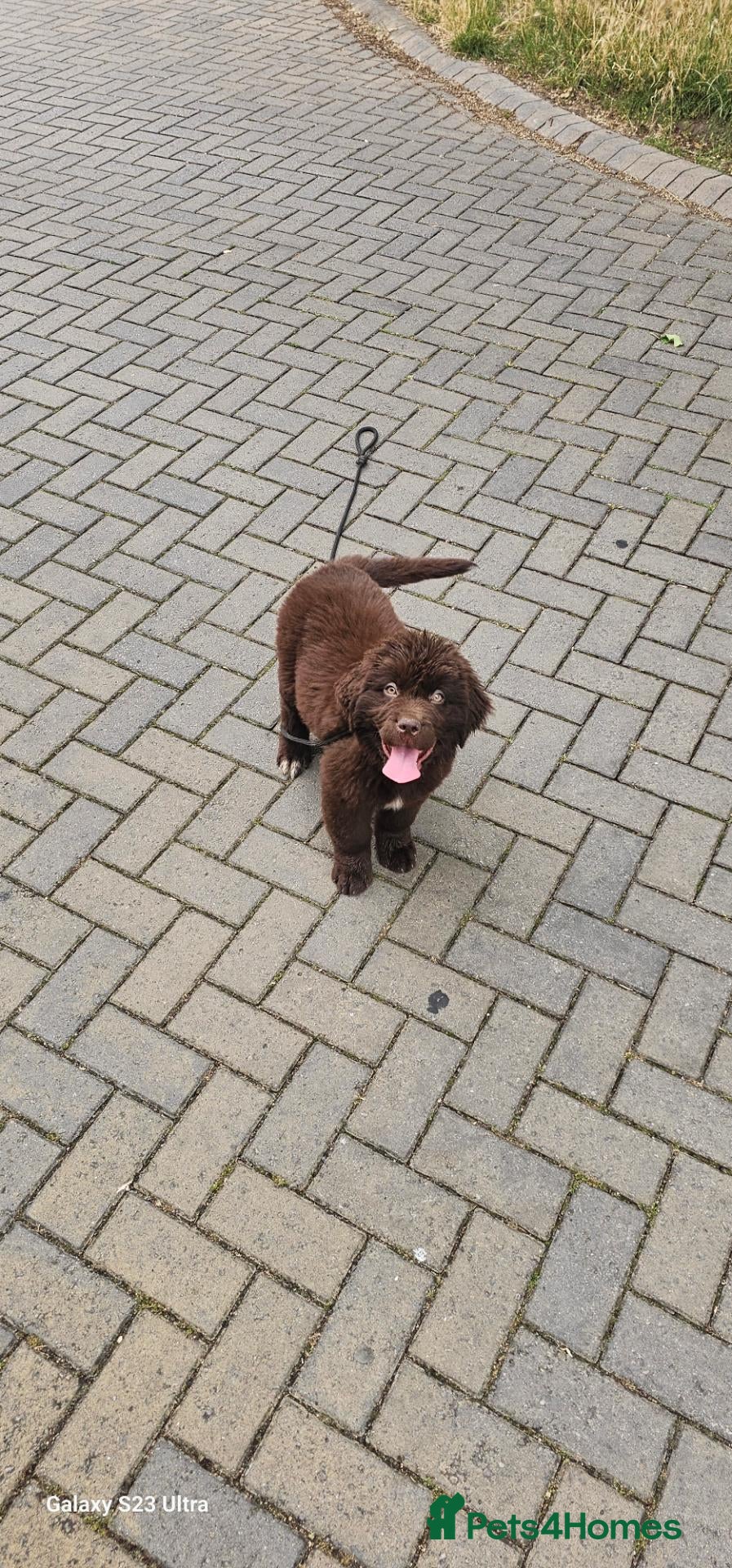 Newfoundland dogs Brown newfoundland for sale - Advert 3