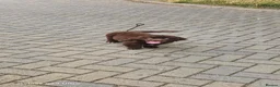 Newfoundland dogs for sale: Brown newfoundland for sale - Advert 1