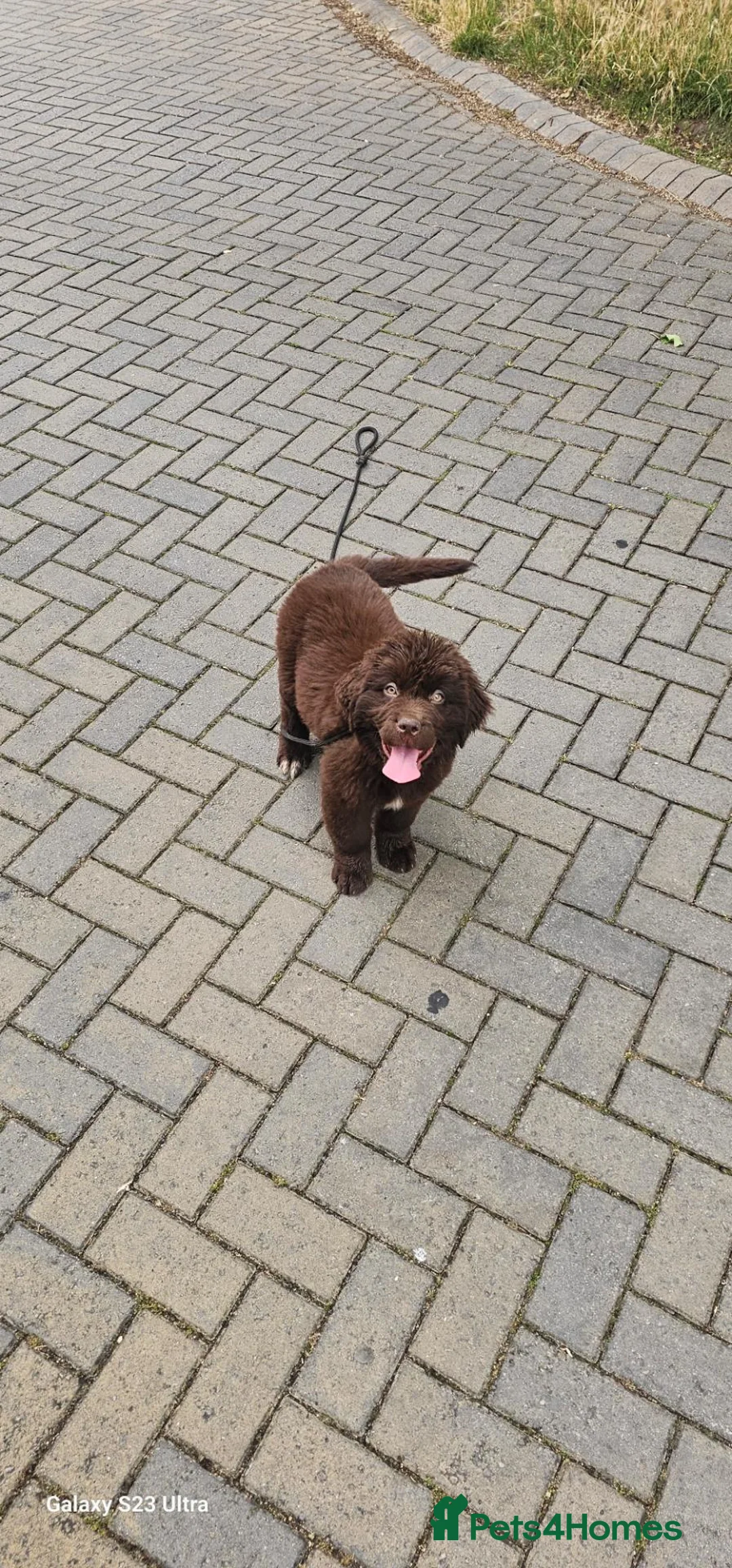Newfoundland dogs for sale: Brown newfoundland for sale - Advert 1