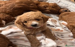 Cavapoochon dogs for sale: Cavapoochon Puppies - Ready 16 October - Image 9
