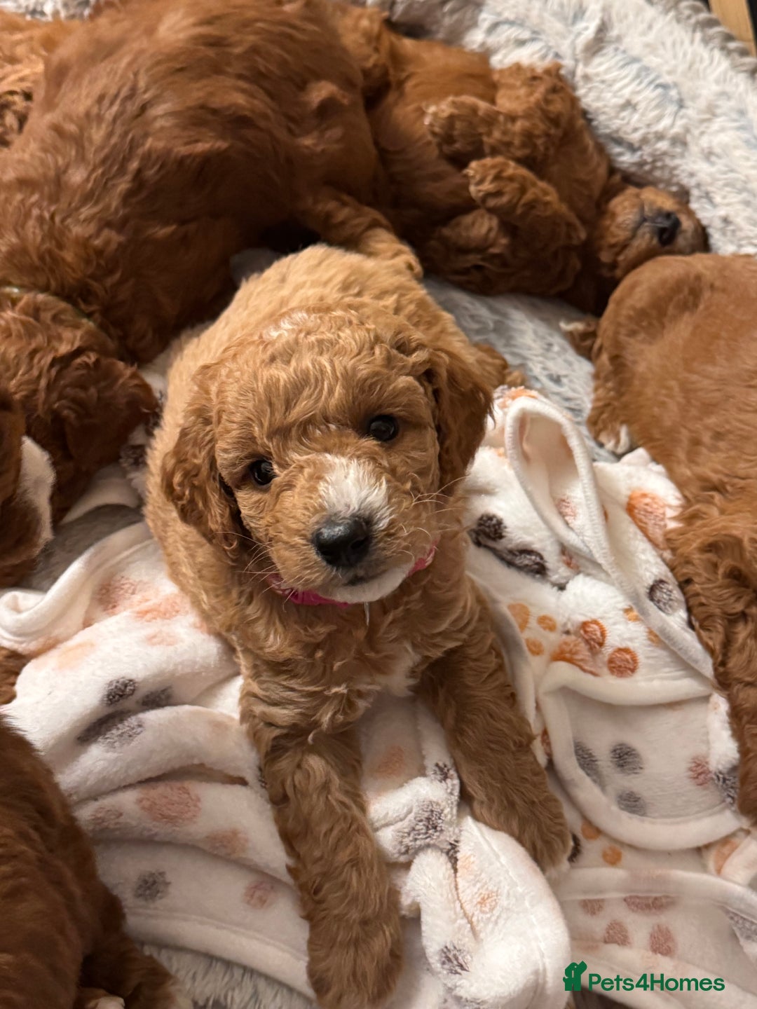 Cavapoochon dogs for sale: Cavapoochon Puppies - Ready 16 October - Image 9