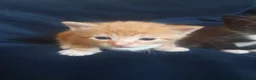Domestic Shorthair cats for sale: Gorgeous kittens in Fakenham - Advert 3