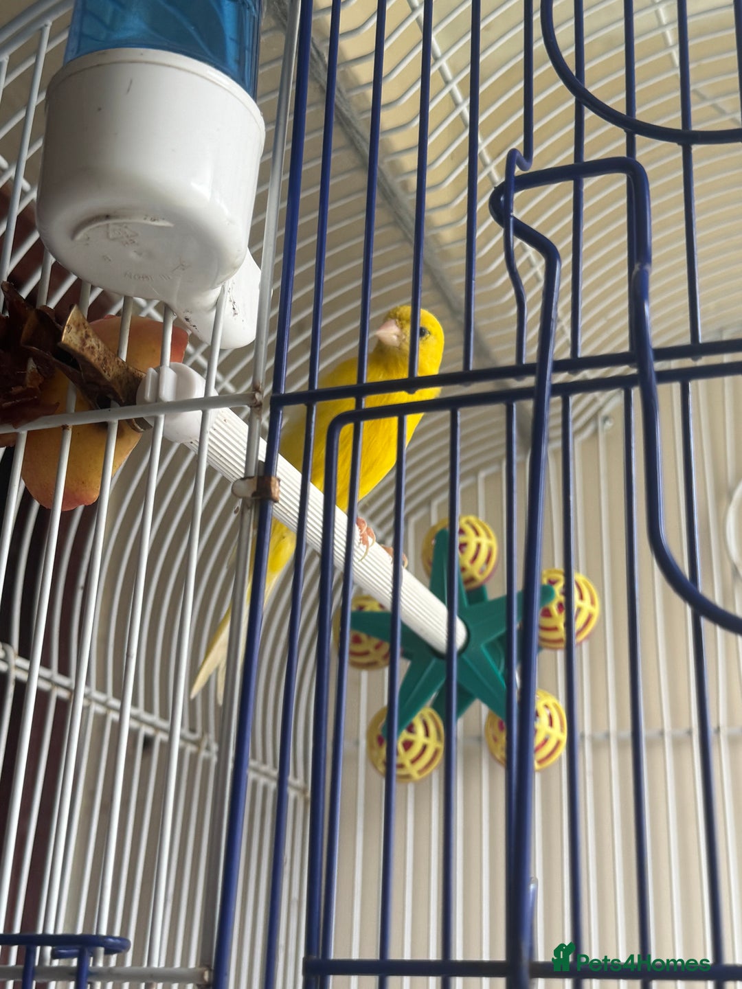 Canaries birds for sale: Yellow canary male and female  - Image 3