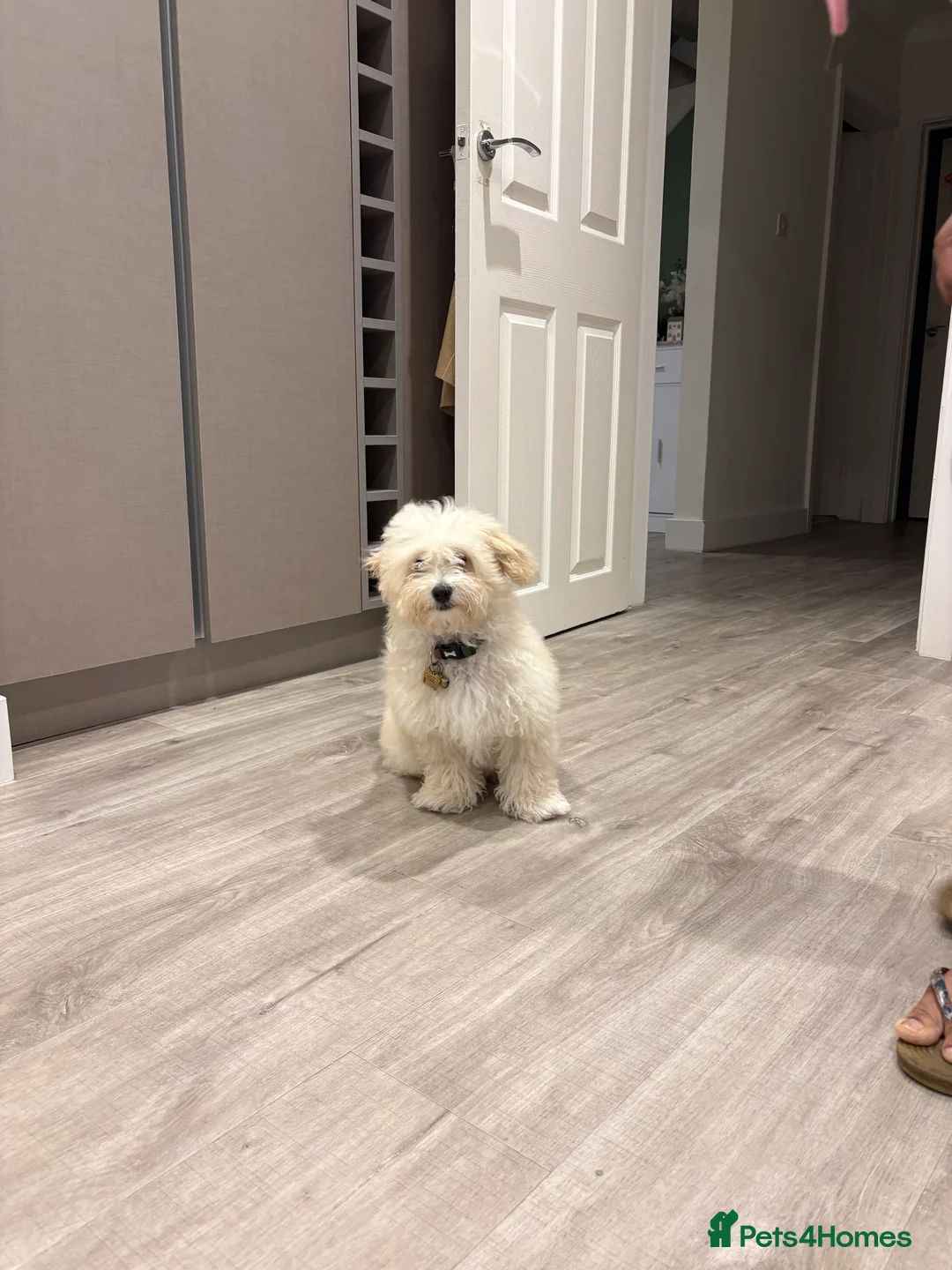 Maltipoo dogs for sale: New home for a Adorable Dog  - Advert 6