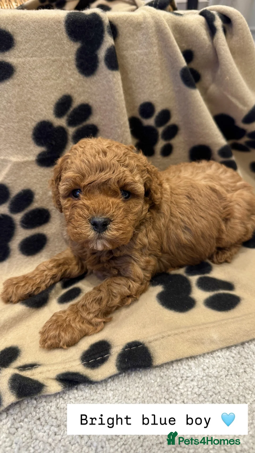 Cockapoo dogs for sale:  Stunning F1b Cockapoo Puppies Available  - Advert 6