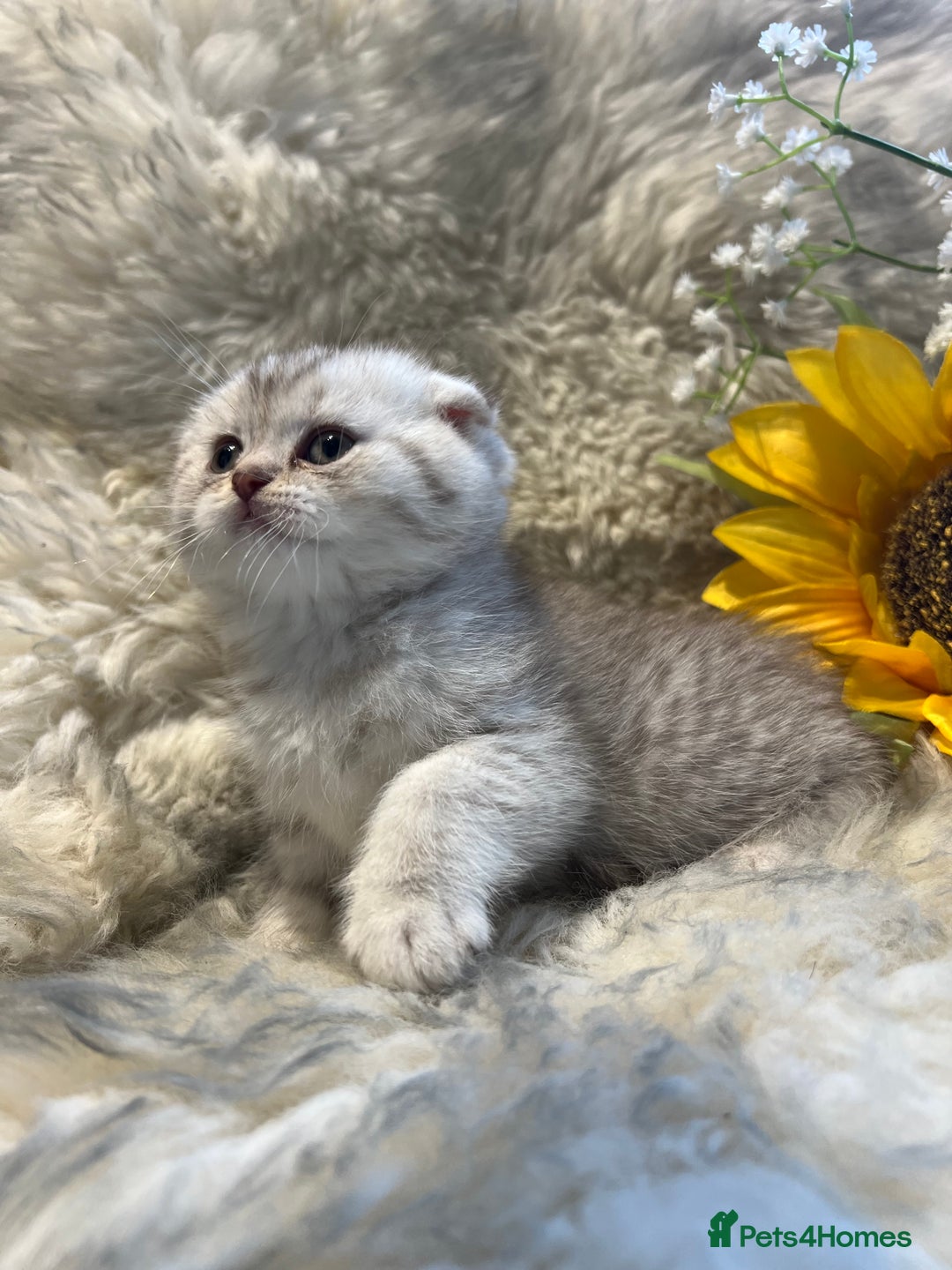 Scottish Fold cats for sale: Chocolate spotted Scottish kittens  - Image 10