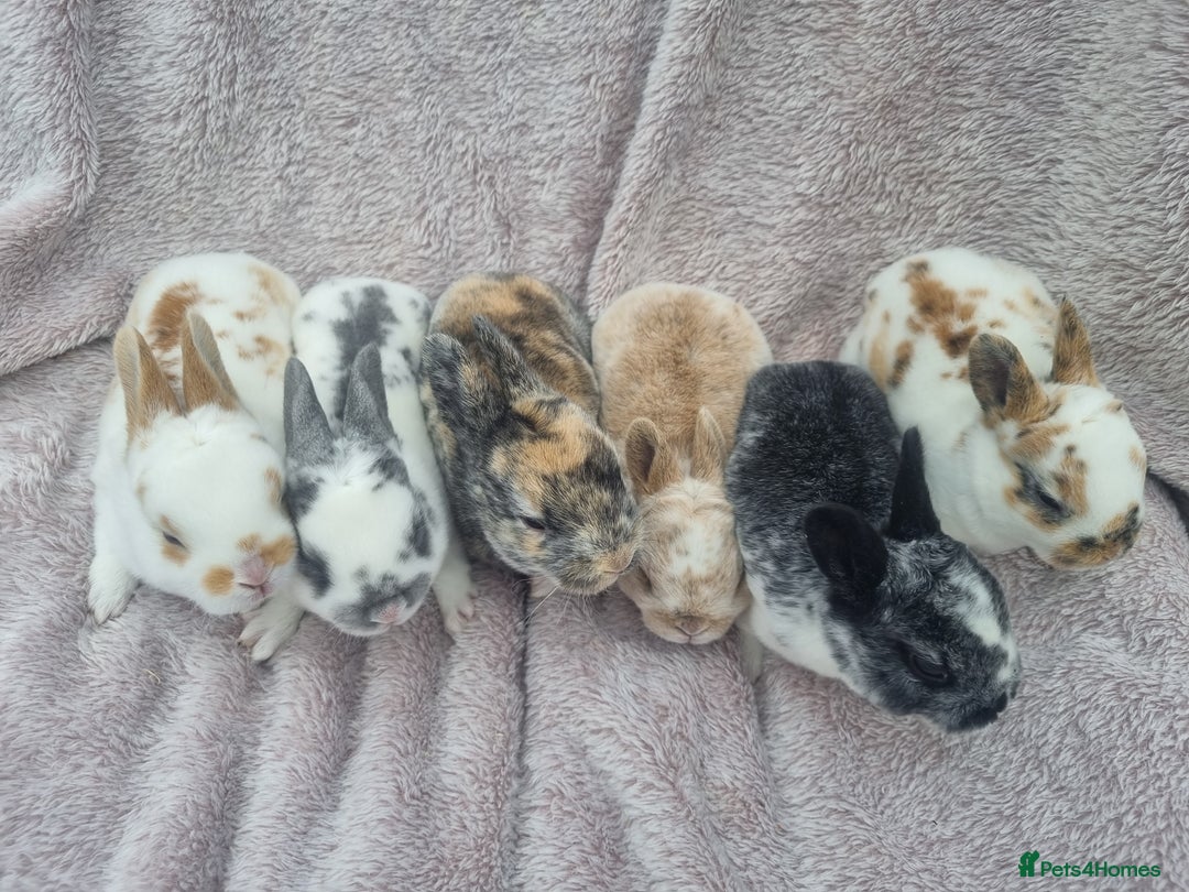 Rex rabbits for sale: Mini rex babies available  - Image 10
