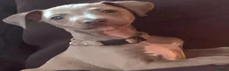 Mixed Breed dogs for sale: Whippet x Italian greyhound pups - Advert 5