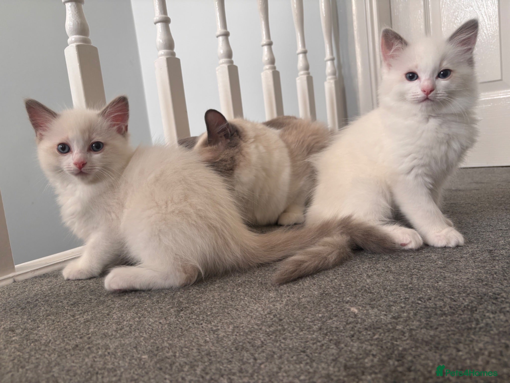 Ragdoll cats Pure Bred Ragdoll Kittens - Advert 14