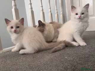 Ragdoll cats Pure Bred Ragdoll Kittens - Advert 2