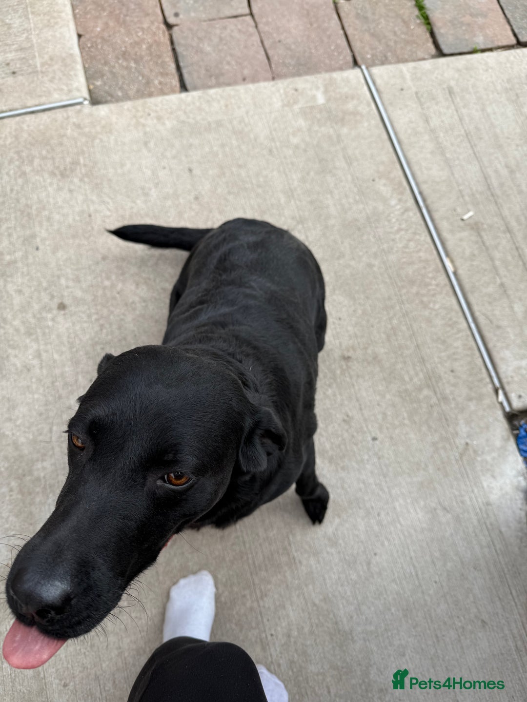 Labrador Retriever dogs for sale: Black Labrador  - Image 2