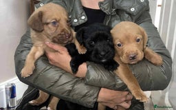 Labradoodle dogs for sale: LABRADOODLE PUPPYS - Image 2