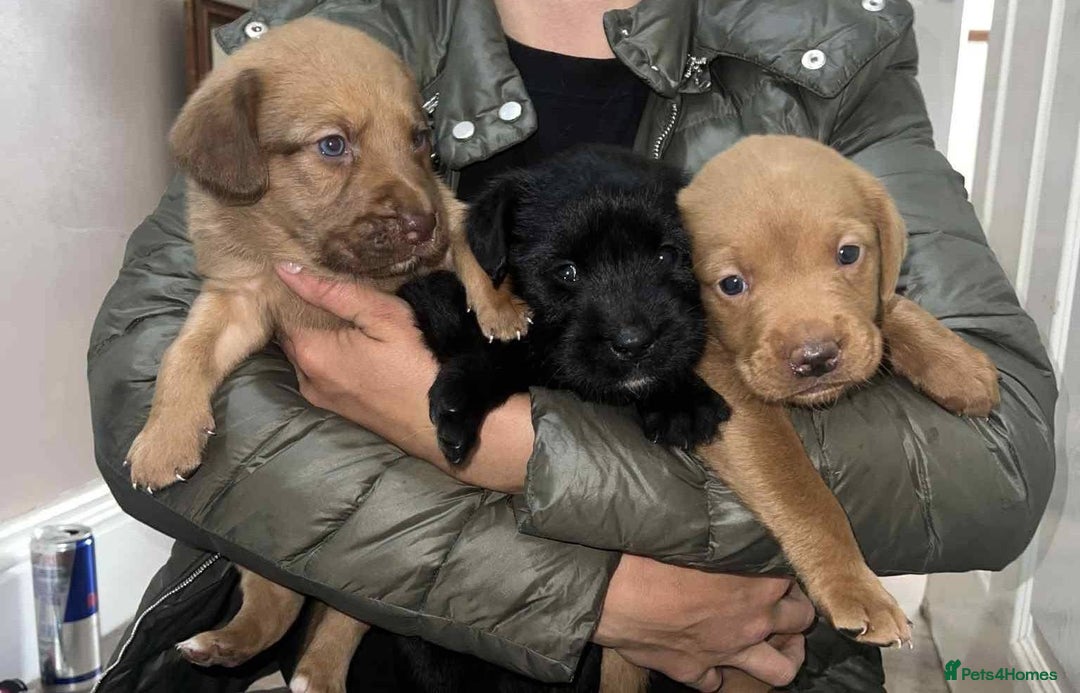 Labradoodle dogs for sale: LABRADOODLE PUPPYS - Image 2