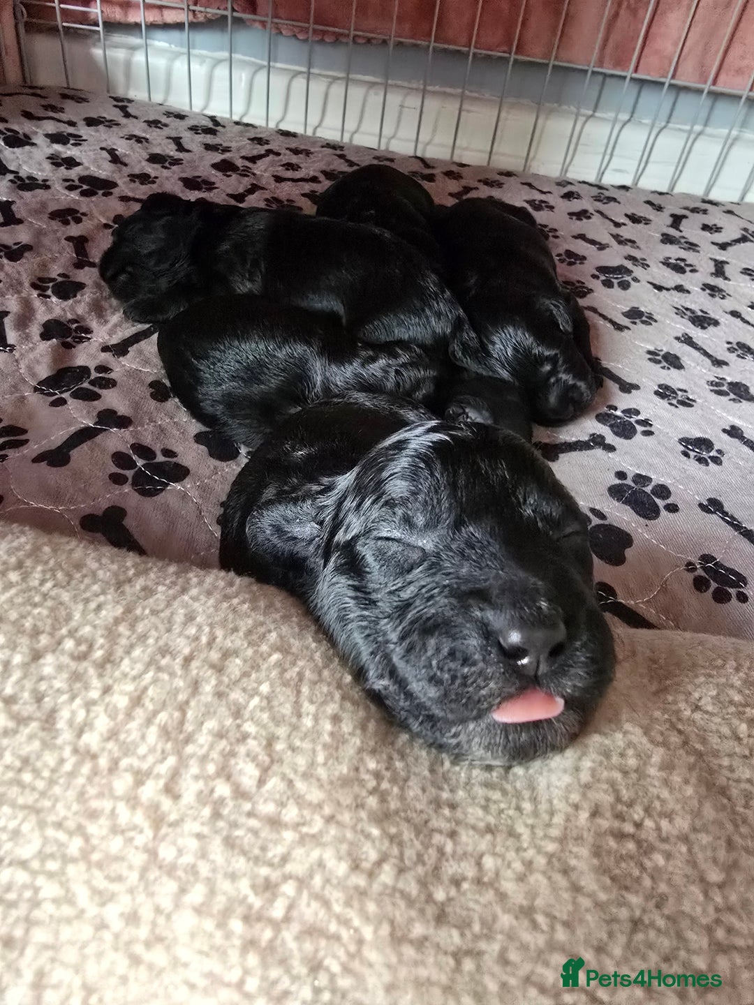 Shihpoo dogs for sale: 5 beautiful Shihpoo puppies - Advert 11