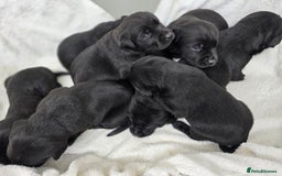Labrador Retriever dogs for sale: 🐾 Adorable Black Labrador Puppies Ready Soon 🖤🐾 - Image 1