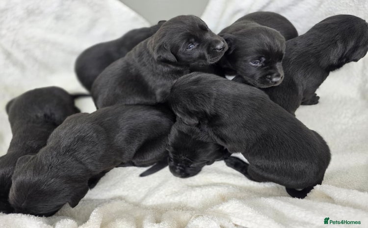 Labrador Retriever dogs - Advert 1