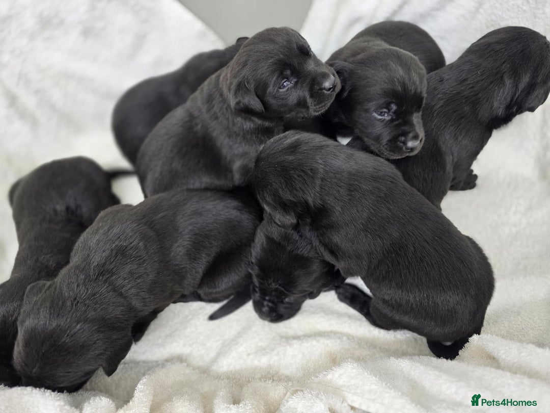 Labrador Retriever dogs for sale: 🐾 Adorable Black Labrador Puppies Ready Soon 🖤🐾 - Image 1