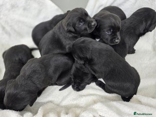 Labrador Retriever dogs - Advert 11