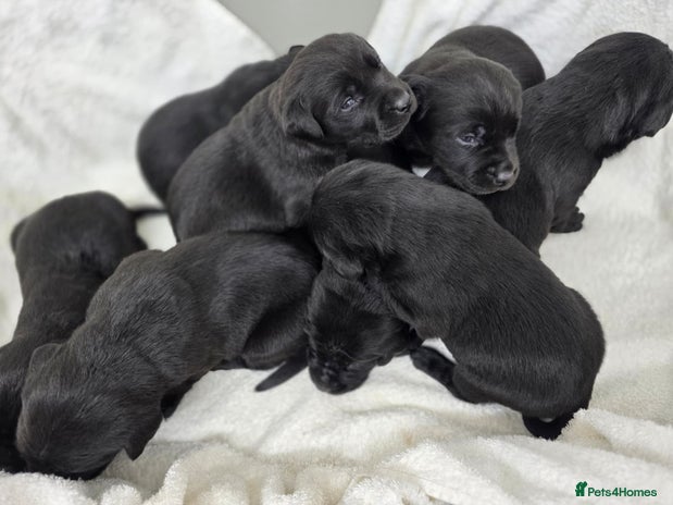 Labrador Retriever dogs - Advert 9