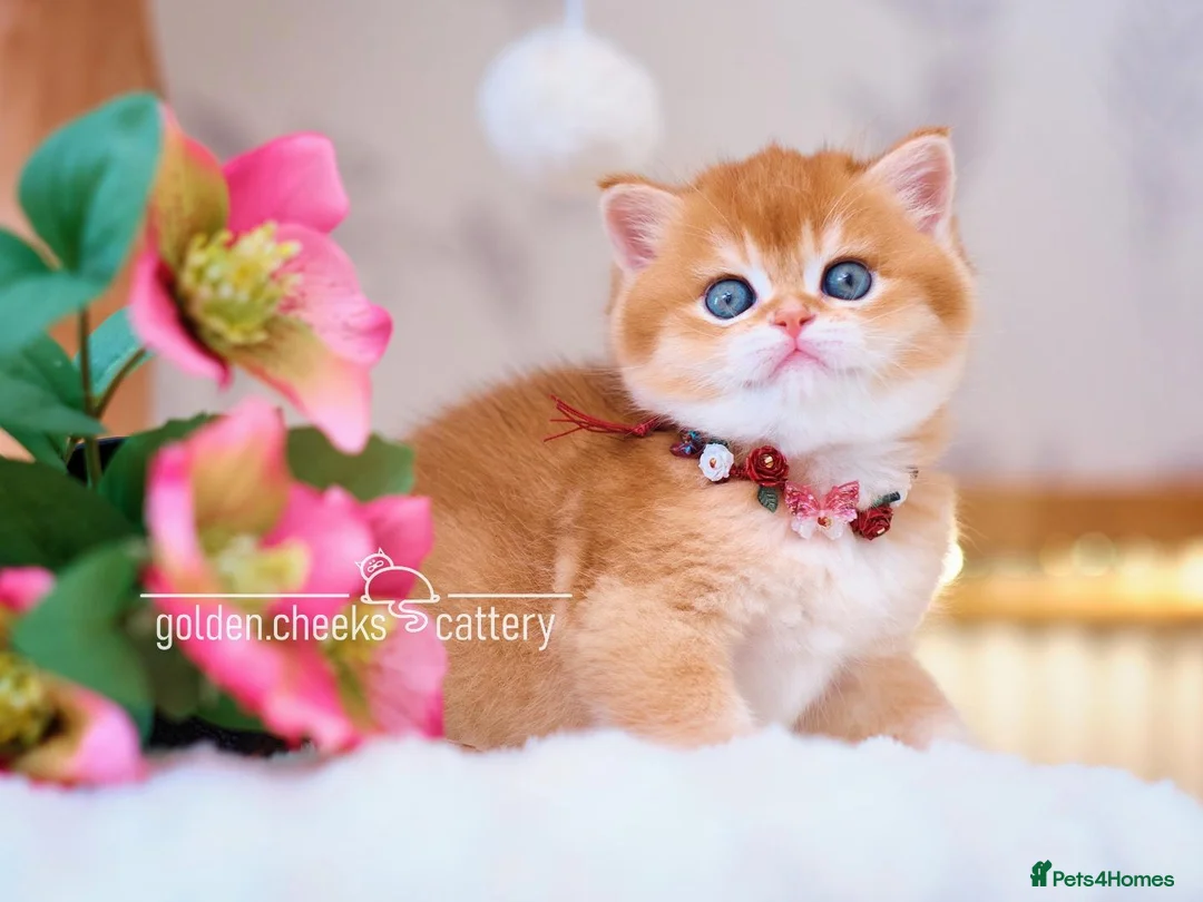 British Shorthair cats for sale: Show Quality British Shorthair Kittens - Advert 1