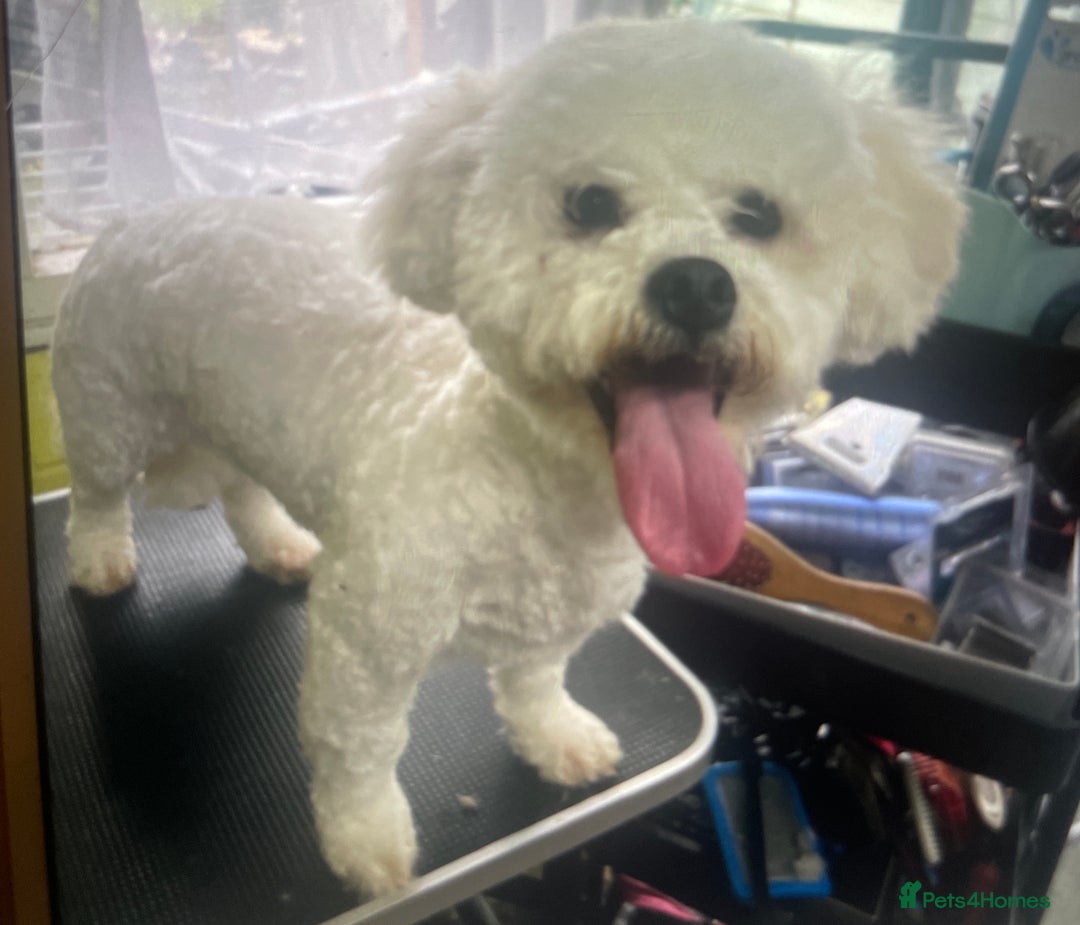 Poochon dogs for sale: Stunning litter - Image 14