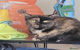 Mixed Breed cats for sale: kittens for sale  - Image 8