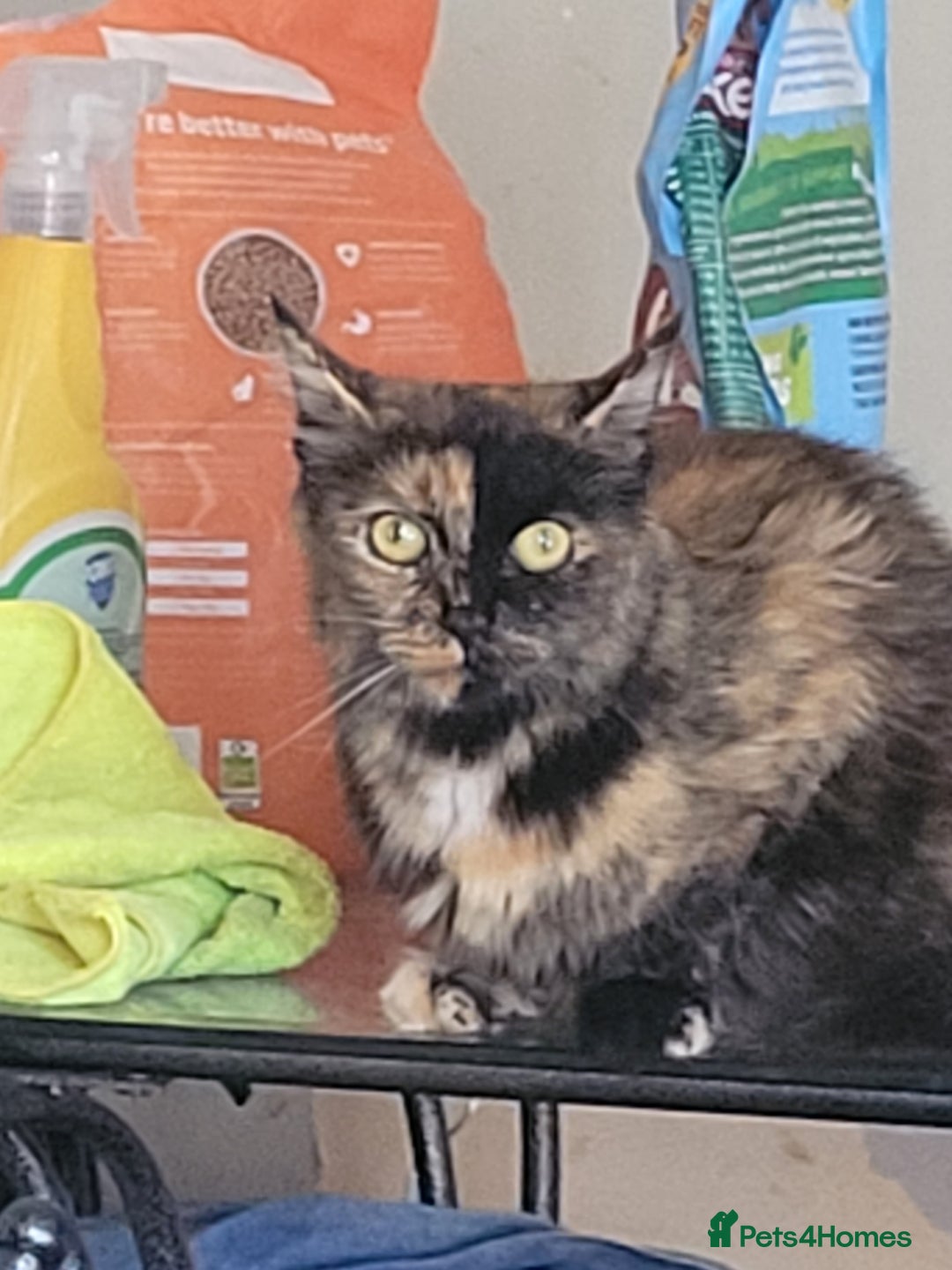 Mixed Breed cats for sale: kittens for sale  - Image 8