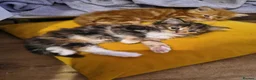 Persian cats for sale: Persion x  - Advert 15