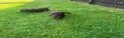 Miniature Dachshund dogs for sale: Miniature dachshunds in Wells - Advert 12