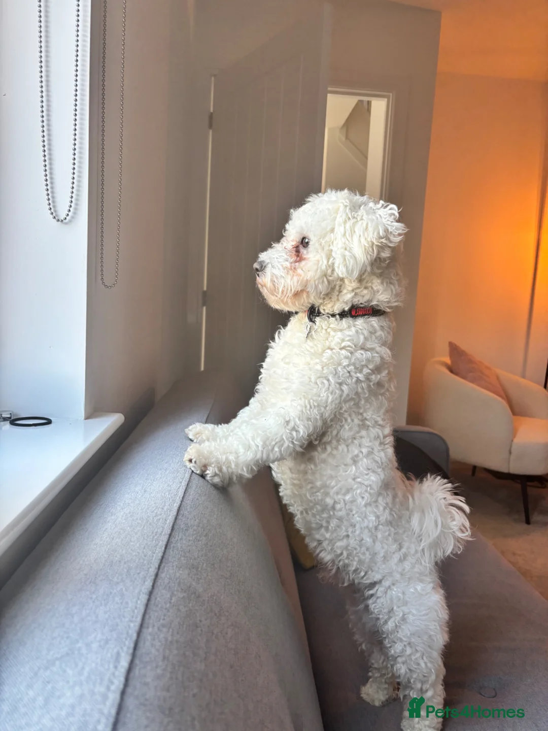 Bichon Frise dogs for sale: Meet Buddy in Dunfermline - Advert 5