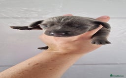 Miniature Dachshund dogs for sale: 3 puppies for sale  - Image 1