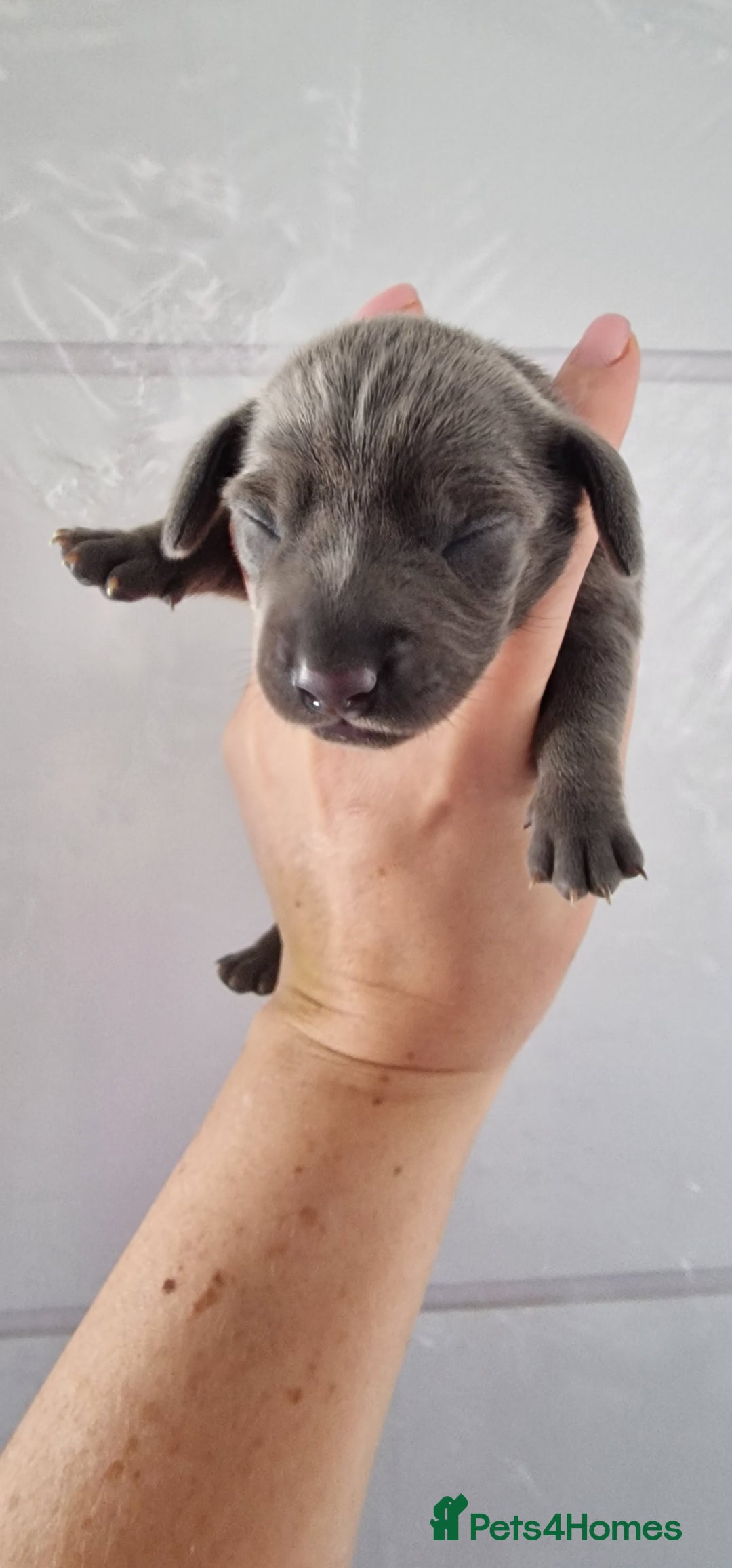 Miniature Dachshund dogs for sale: 3 puppies for sale  - Image 1
