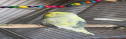 Budgerigars birds for sale: Male and female budgies - Advert 5