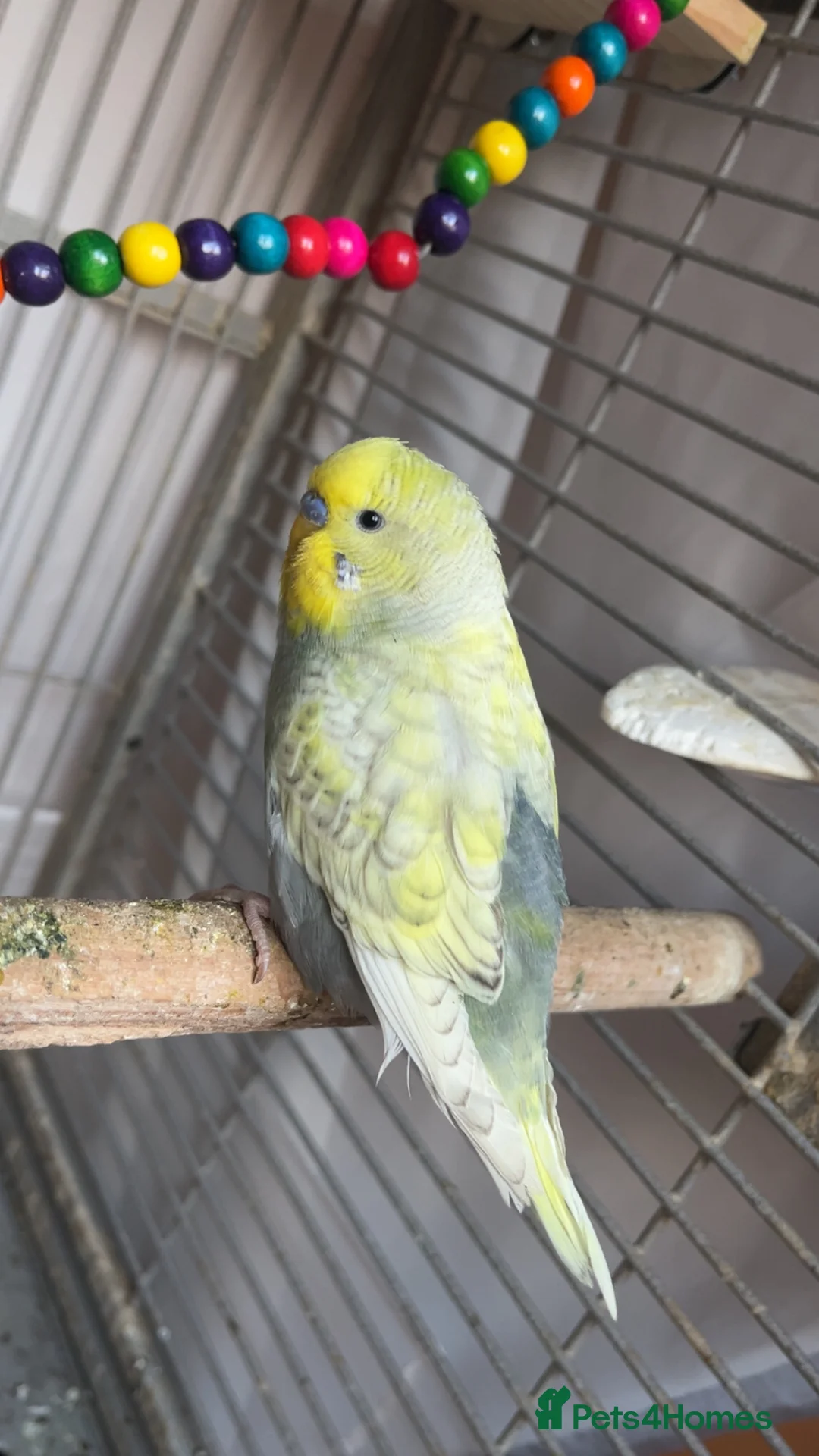 Budgerigars birds for sale: Male and female budgies - Advert 5