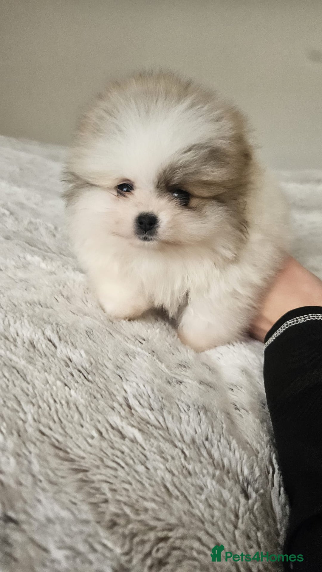 Pomeranian dogs for sale: Little beautiful pomeranians Tamworth  - Advert 15