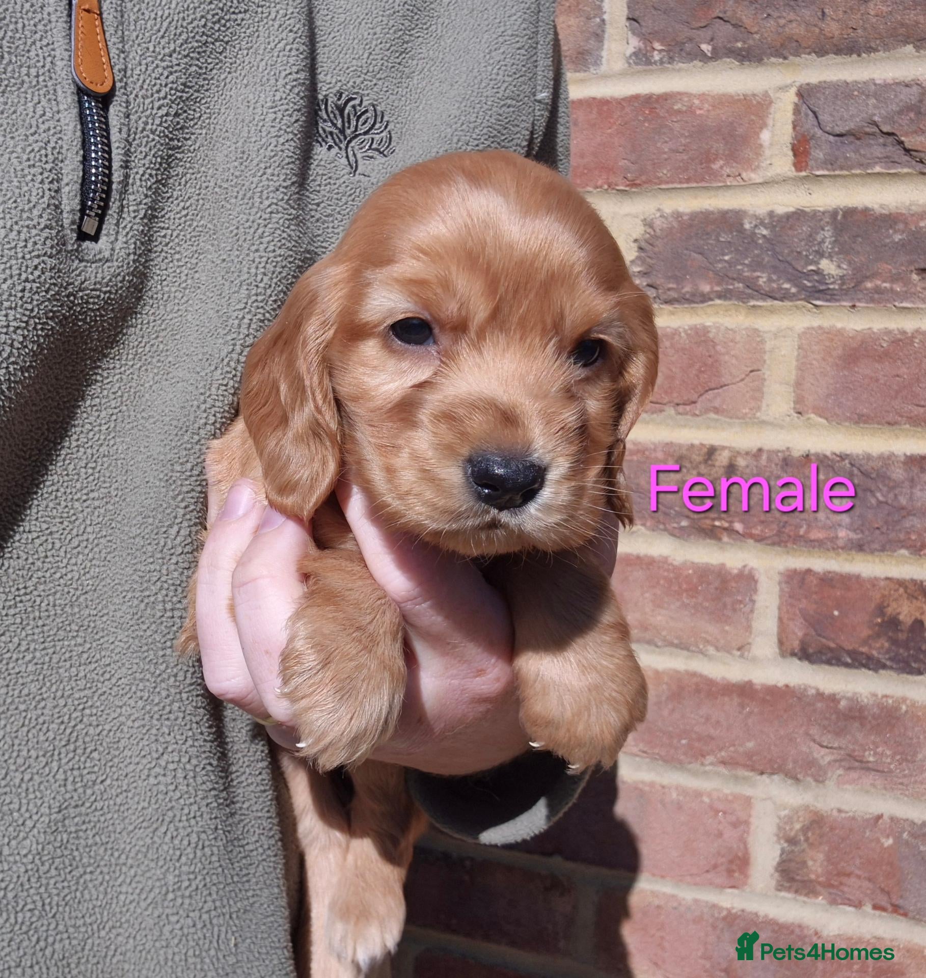 Cocker Spaniel dogs KC Show Type Cocker Spaniels - Advert 2