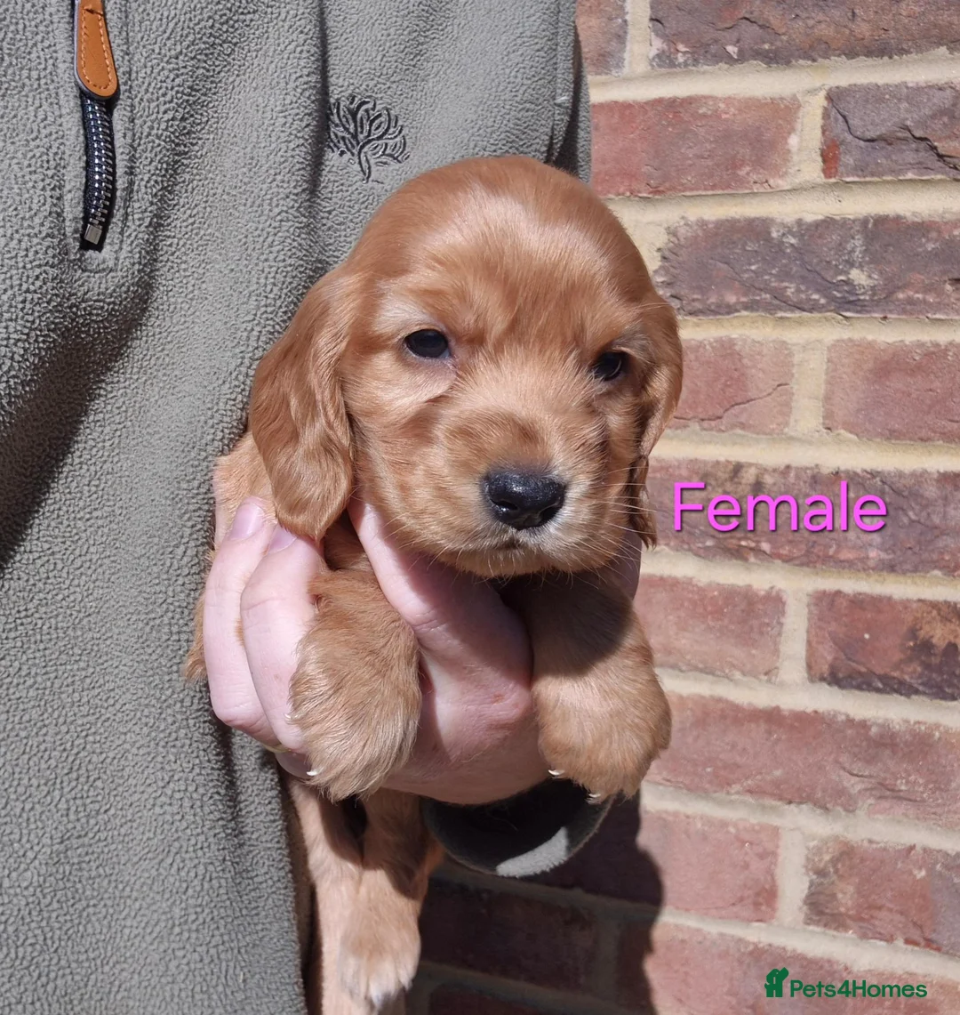 Cocker Spaniel dogs for sale: KC Show Type Cocker Spaniels - Advert 2